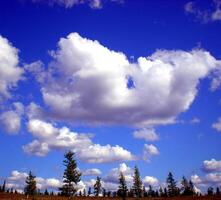 Blue sky with clouds over taiga. The nature of the Russian north. photo