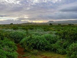 nature of Easter Island, landscape, vegetation and coast. photo