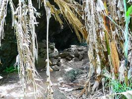 palm trees on Easter Island are overgrown. Dry leaves. photo