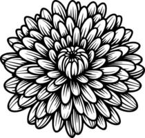 Chrysanthemum Flower Outline vector