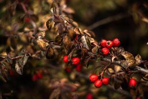 branches of a bush with red berries in a park on a natural blurred background photo