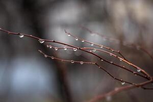 raindrops on the bare branches of a bush in a park on a blurred background photo