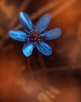 spring flower with dew drops in the sun, blue anemones, forest flower photo