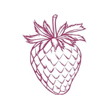 Hand drawn illustration of a strawberry in line art style, capturing its intricate details and delicate form vector
