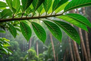 Simplicity in nature tropical raindrops on leafy green branches lush rainforest close-up perspective photo