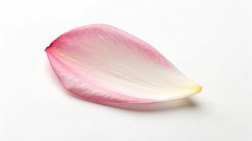 Simplicity in nature minimalistic photo of a single flower petal on white background