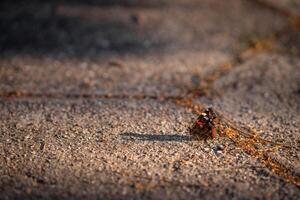Butterfly Red Admiral on an asphalt road in the rays of the setting sun photo