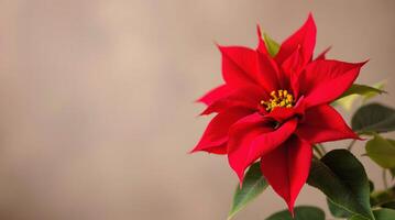 National Poinsettia Day text banner with Poinsettia photo