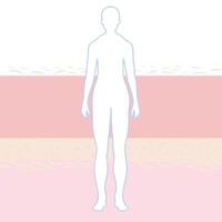 Understanding Skin Layers A Visual Guide to Dermis, Epidermis, and Subcutaneous Tissue vector