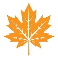 maple leaf isolated on a white background vector