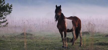 horse grazes in a clearing. Fog on the meadow where the horse grazes. photo