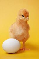 A small chicken is standing next to an egg photo