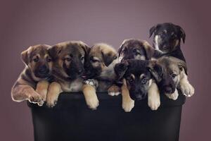 A group of puppies in a black container photo