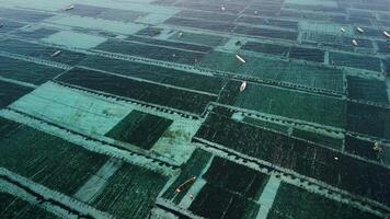 Above view of seaweed farm in ocean at Lembongan island in Indonesia. Algae farming video