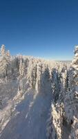 FPV drone flight among snow-covered trees in winter mountain forest on sunny day video