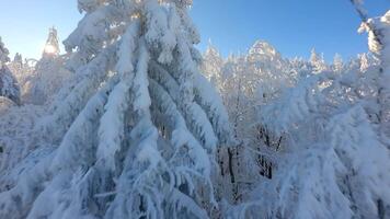 FPV drone flight among snow-covered trees in winter mountain forest on sunny day video