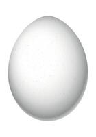 Egg - illustration isolated on white background vector