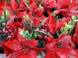 A close up of a bunch of red poinsettia flowers photo
