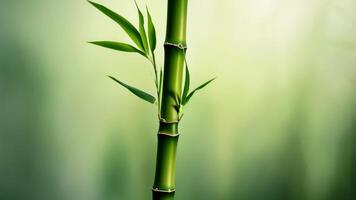 Green bamboo stalk with fresh leaves in a serene natural setting during daylight hours photo