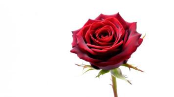Single red rose in focus with smooth petals and thorny green stem set against a light background photo