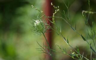 a single flower is growing on a plant photo