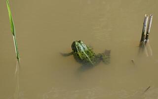 a frog is swimming in a pond photo