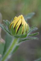 a yellow sunflower bud with a green stem photo