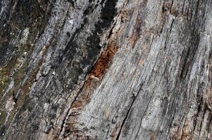 a close up of a tree trunk with a hole in it photo