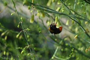 a bee is sitting on a plant with flowers photo