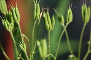 a close up of some green plants with long stems photo