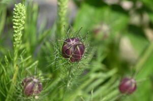a close up of some purple flowers photo
