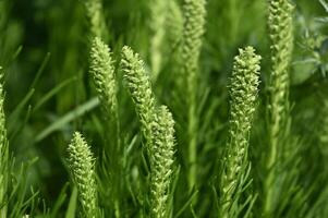 a close up of some green grass with some flowers photo