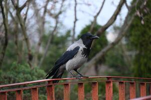 a crow is sitting on a railing photo