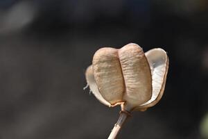 a single seed pod with a brown seed inside photo