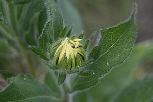 a sunflower bud with yellow flowers and green leaves photo