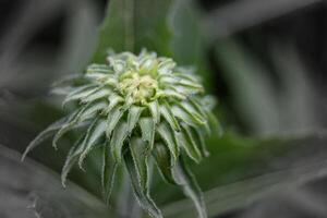 a close up of a flower with green leaves photo