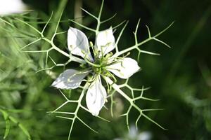 a white flower with green leaves in the grass photo