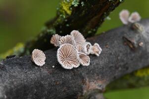 a group of mushrooms on a branch photo