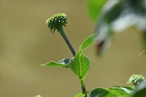 a sunflower with a bud on it photo
