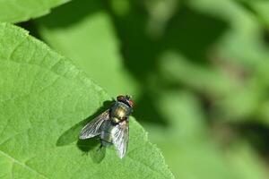 a fly with black and red wings sitting on a green leaf photo