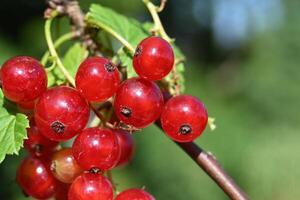 red currants are growing on a branch photo