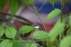 a small bird sitting on a branch with leaves photo
