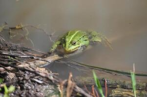 a green frog sitting on a branch in the water photo