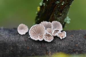 a group of mushrooms on a branch photo