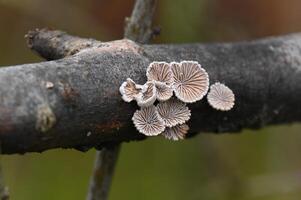 a group of mushrooms on a branch photo