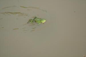 a frog is floating in a pond photo