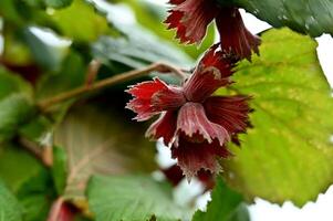 a close up of a tree with red flowers photo