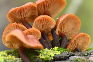 a group of mushrooms growing on a mossy surface photo