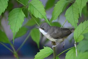 a small bird is perched on a branch of a tree photo