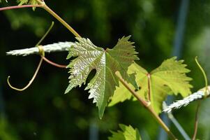 a close up of a vine with leaves photo